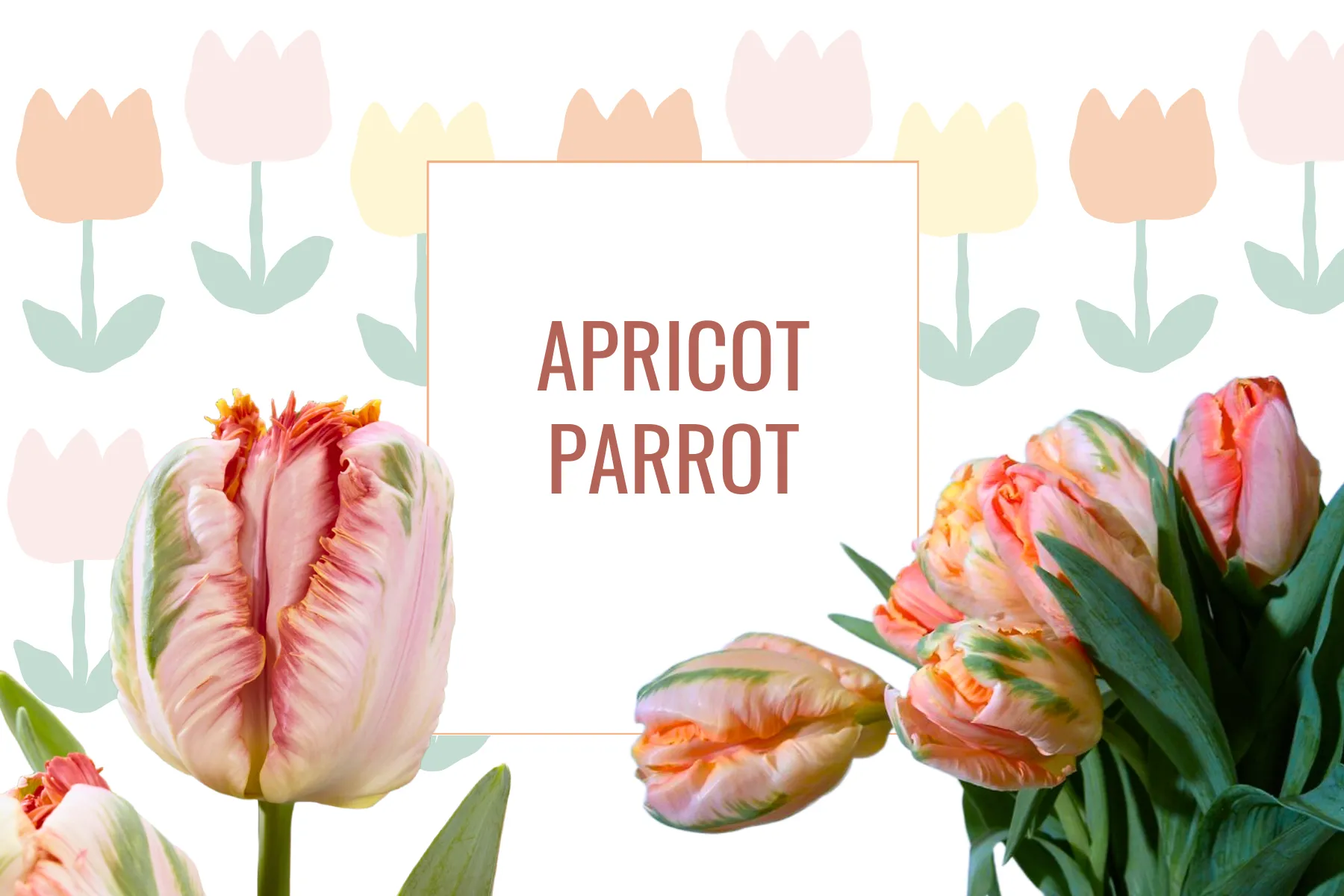 Tulipe Apricot Parrot