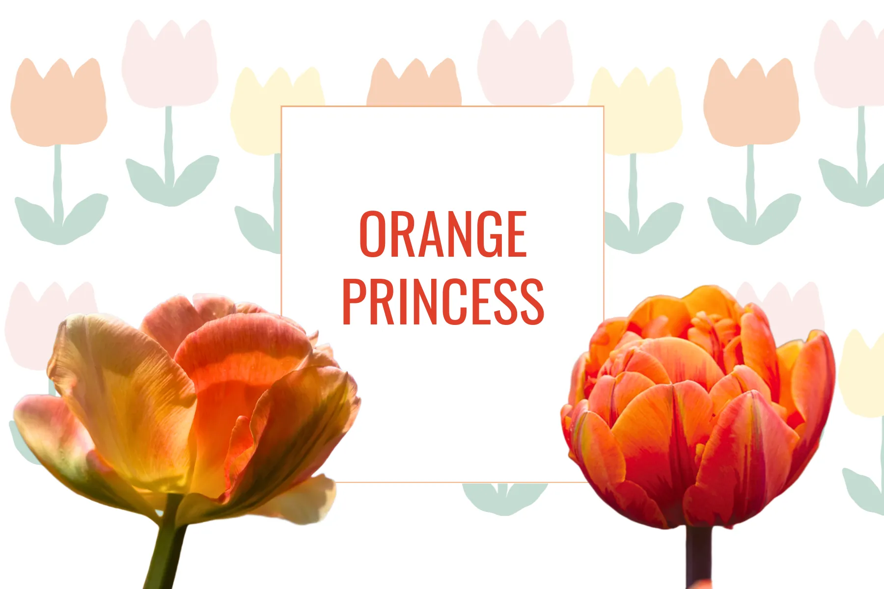 Tulipe Orange Princess