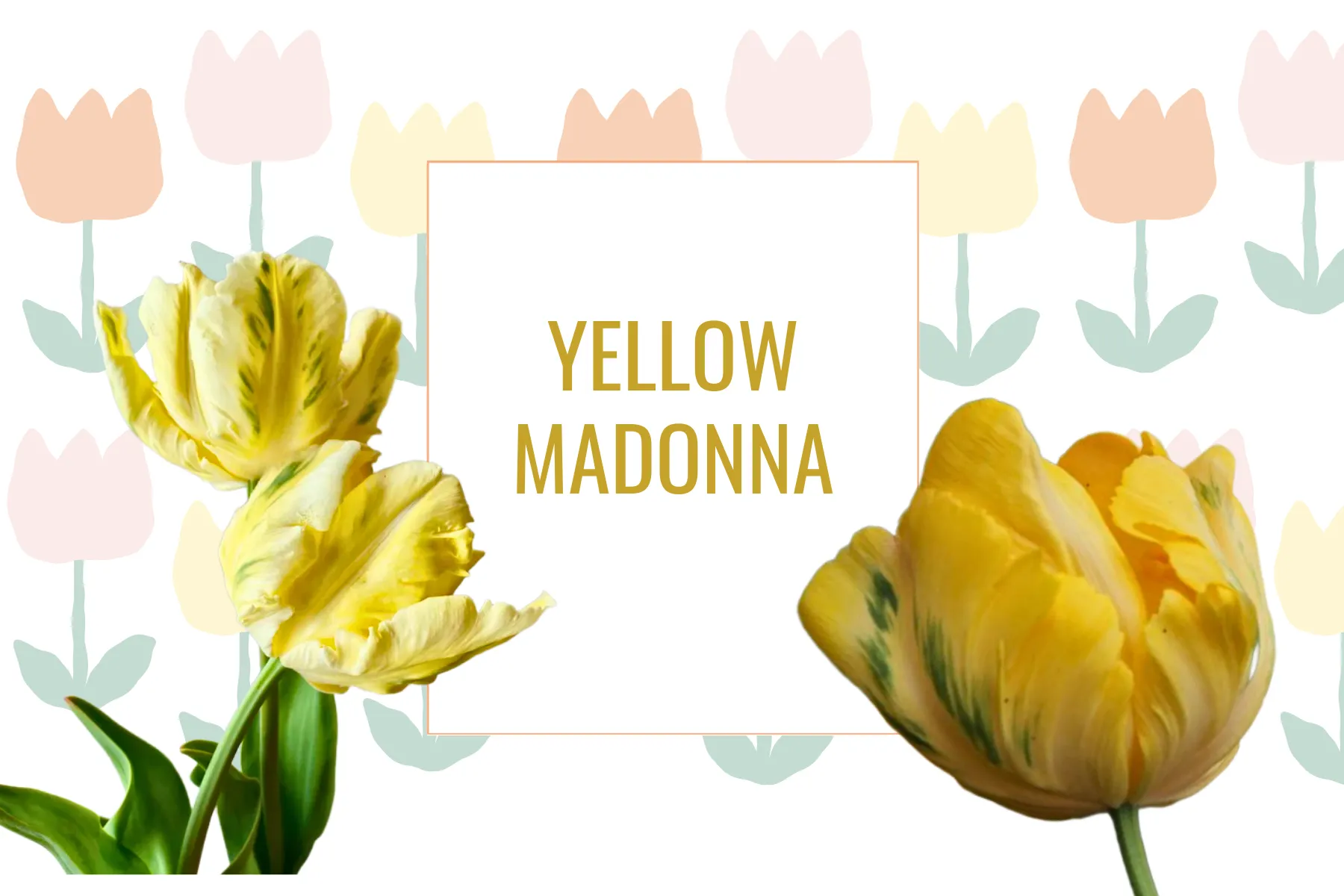 Tulipe Yellow Madonna