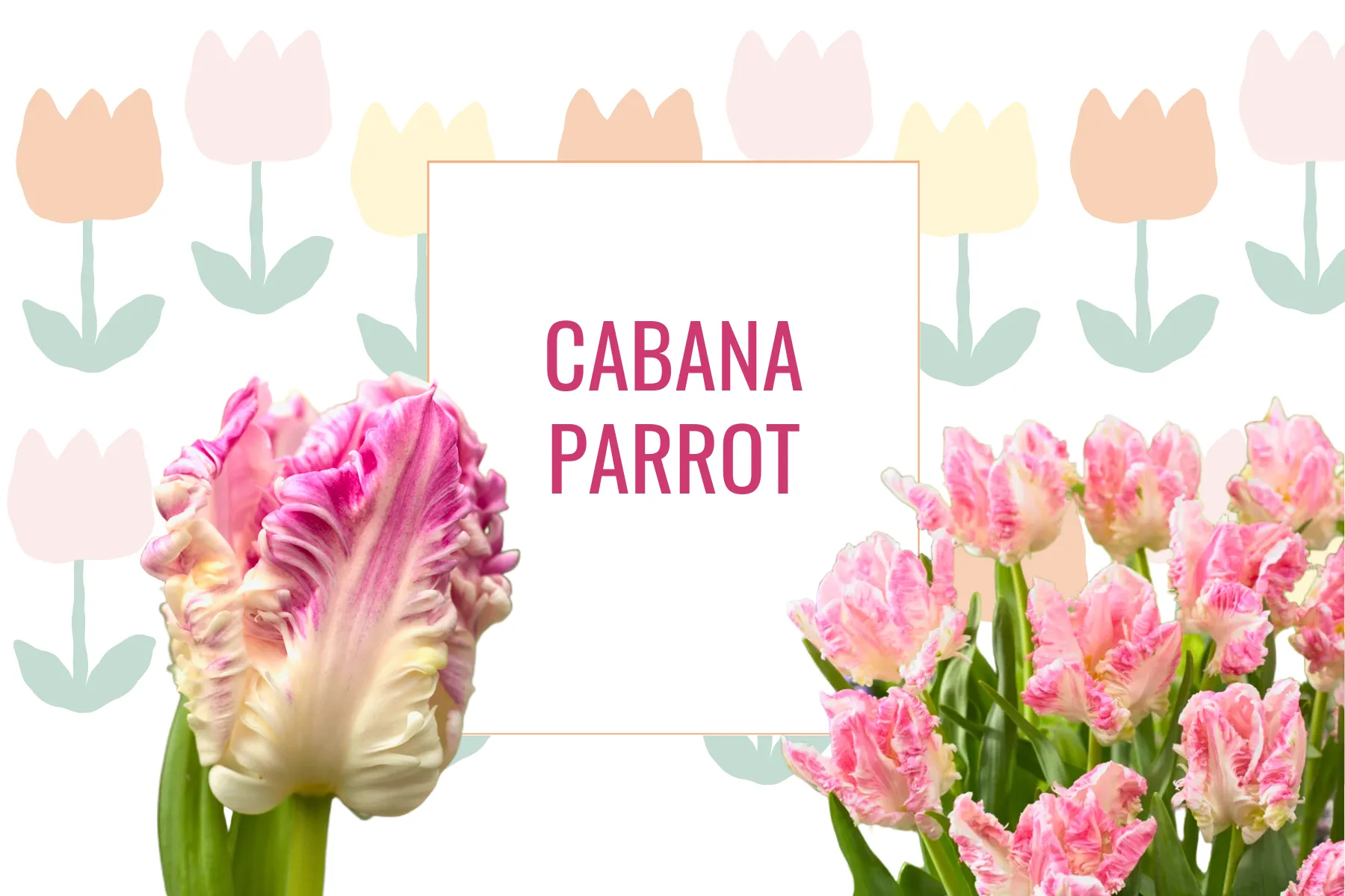 Tulipe Cabana Parrot