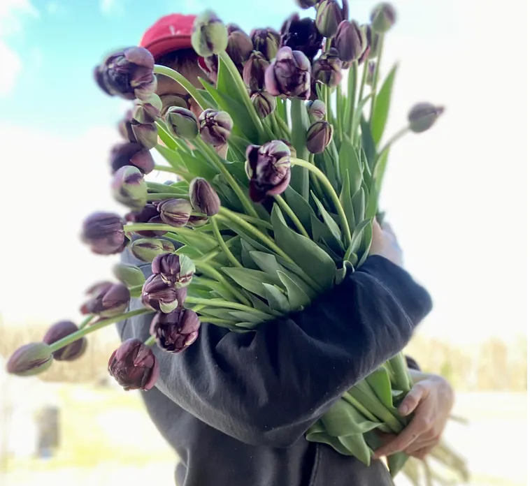 Tulipes - Fiche de culture