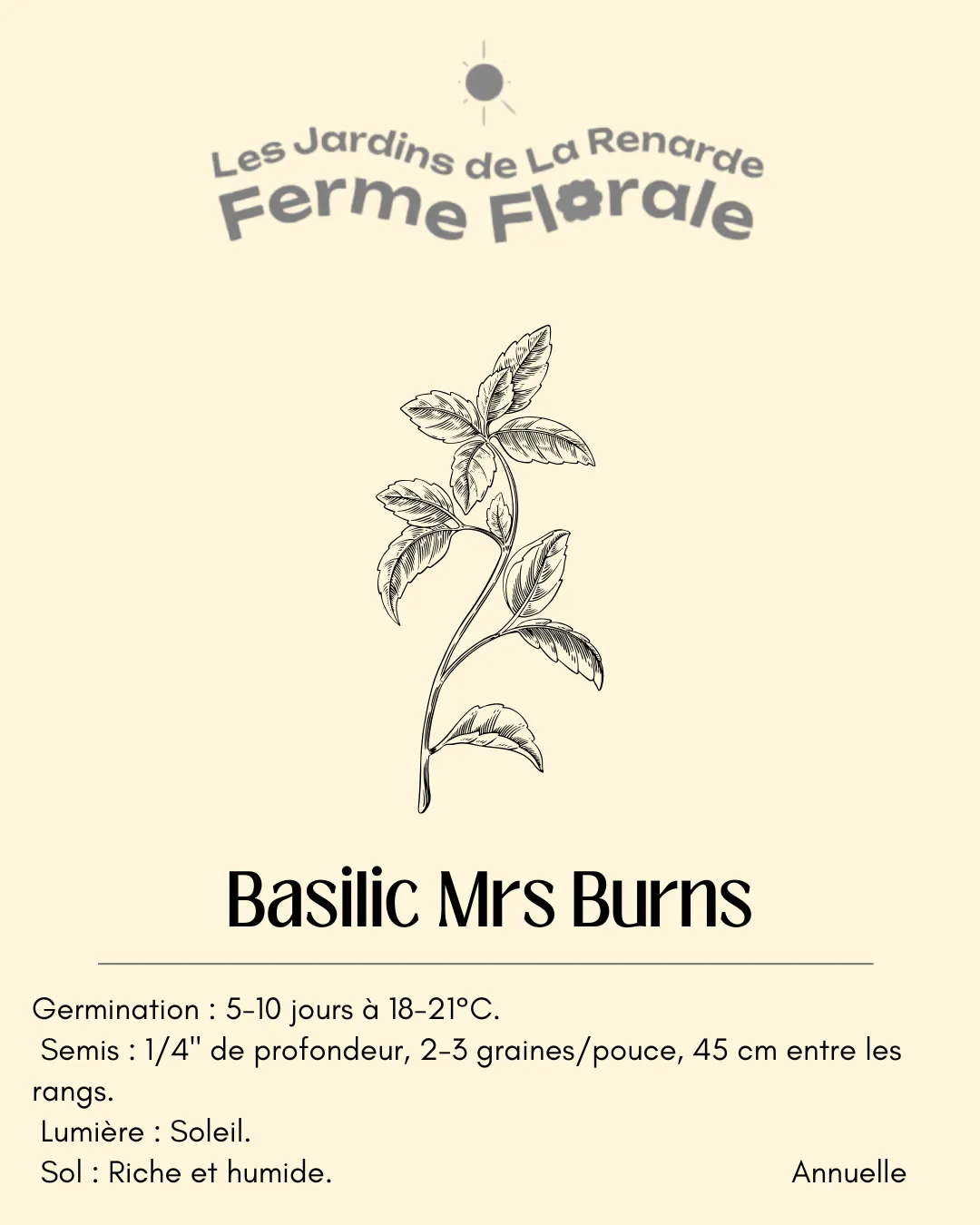 Basilic Citronnée