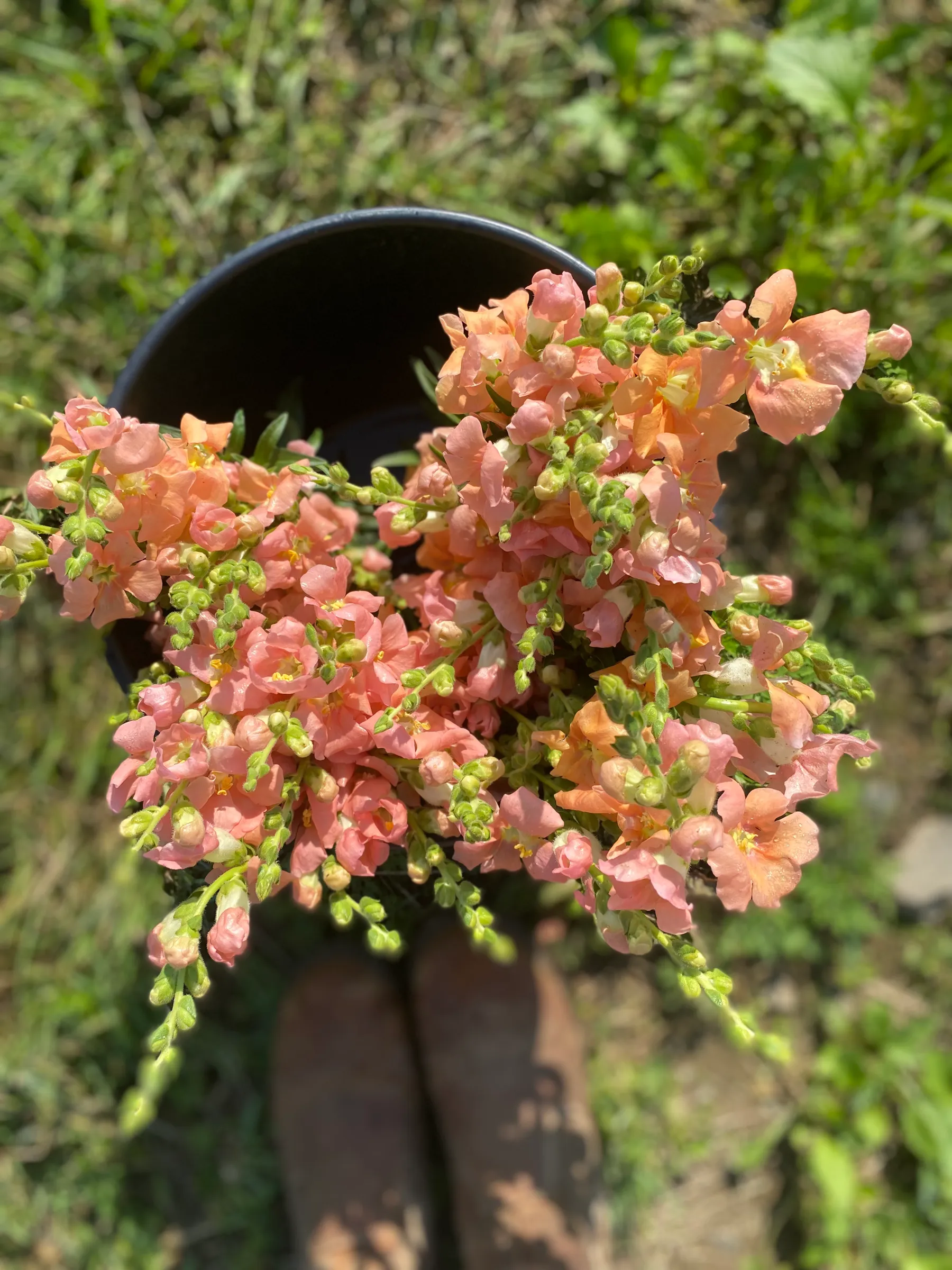 Fleurs rose saumon et feuillage vert dans un pot noir, devant un jardin.
