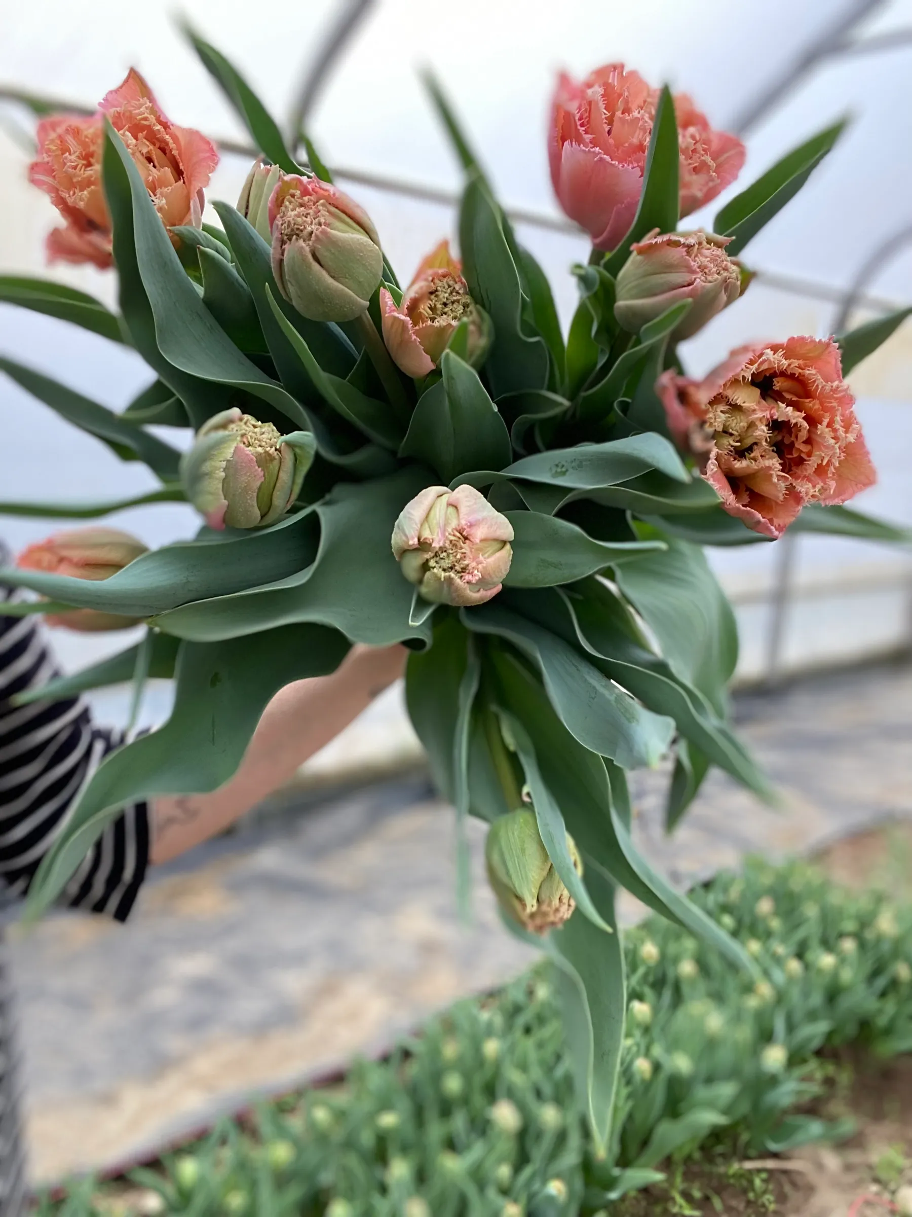 Bouquet de tulipes roses et feuillages verts tenu à la main