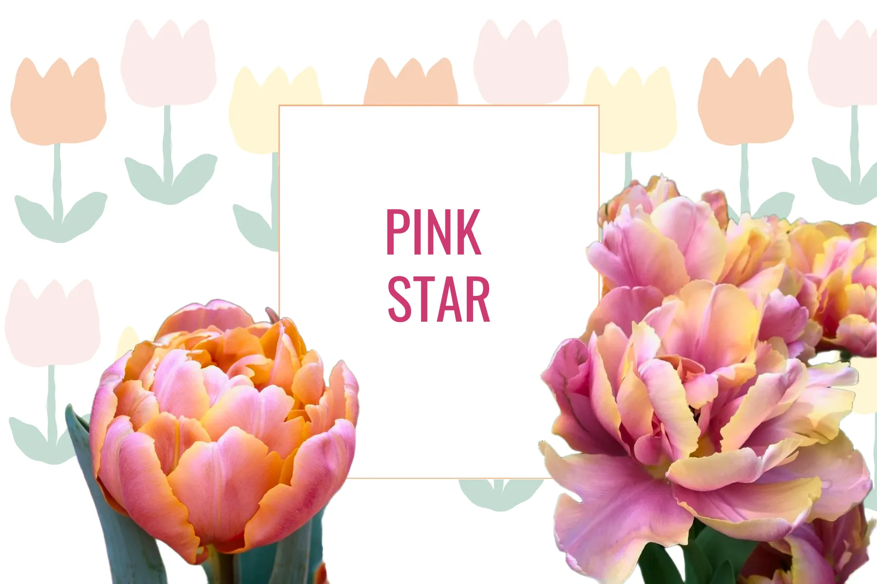 Tulipe Pink Star
