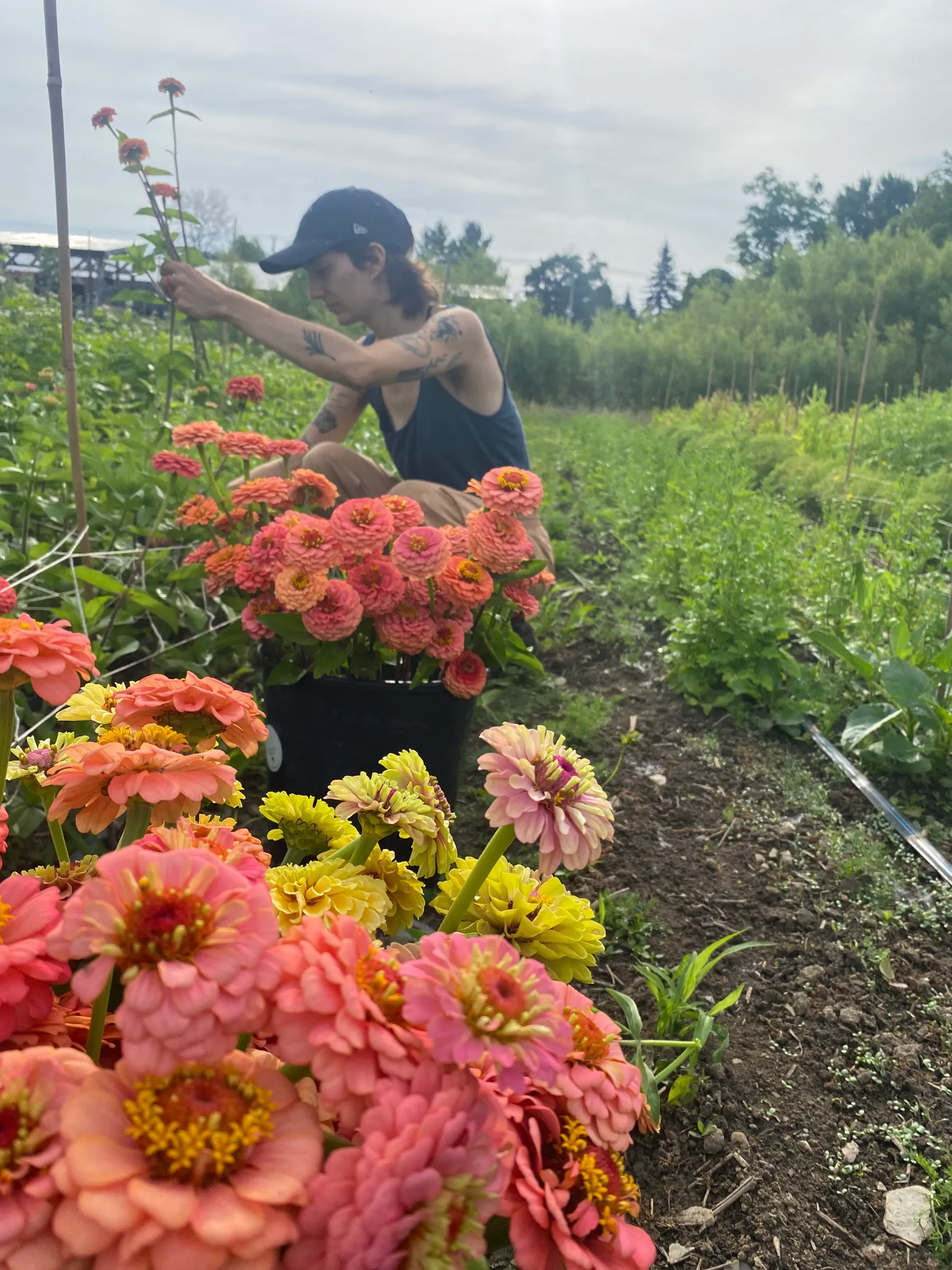 Une personne récolte des fleurs dans un champ, entourée de bouquets colorés.