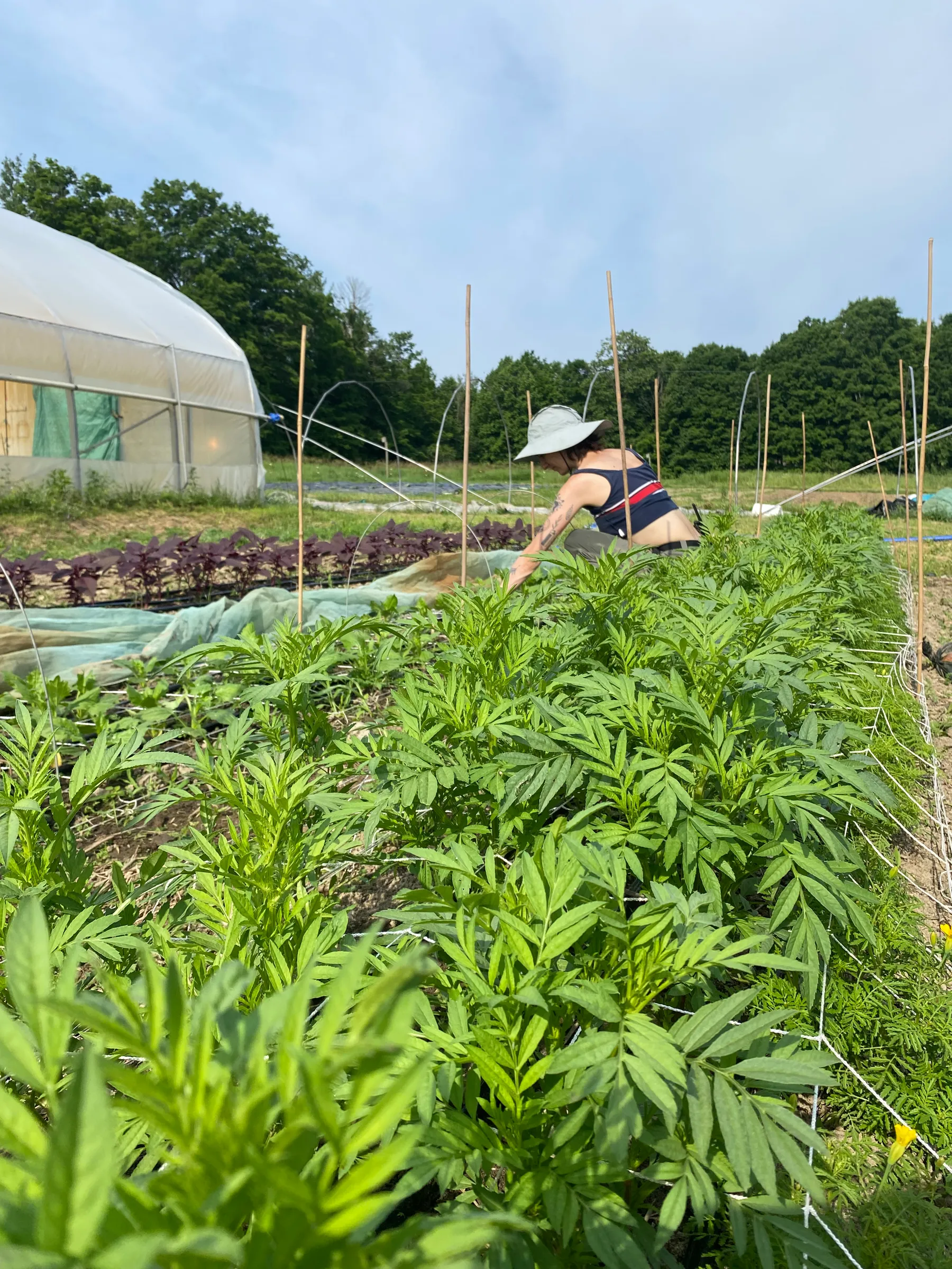 Une personne s’occupe de rangées de plantes dans un potager, près d’une serre.