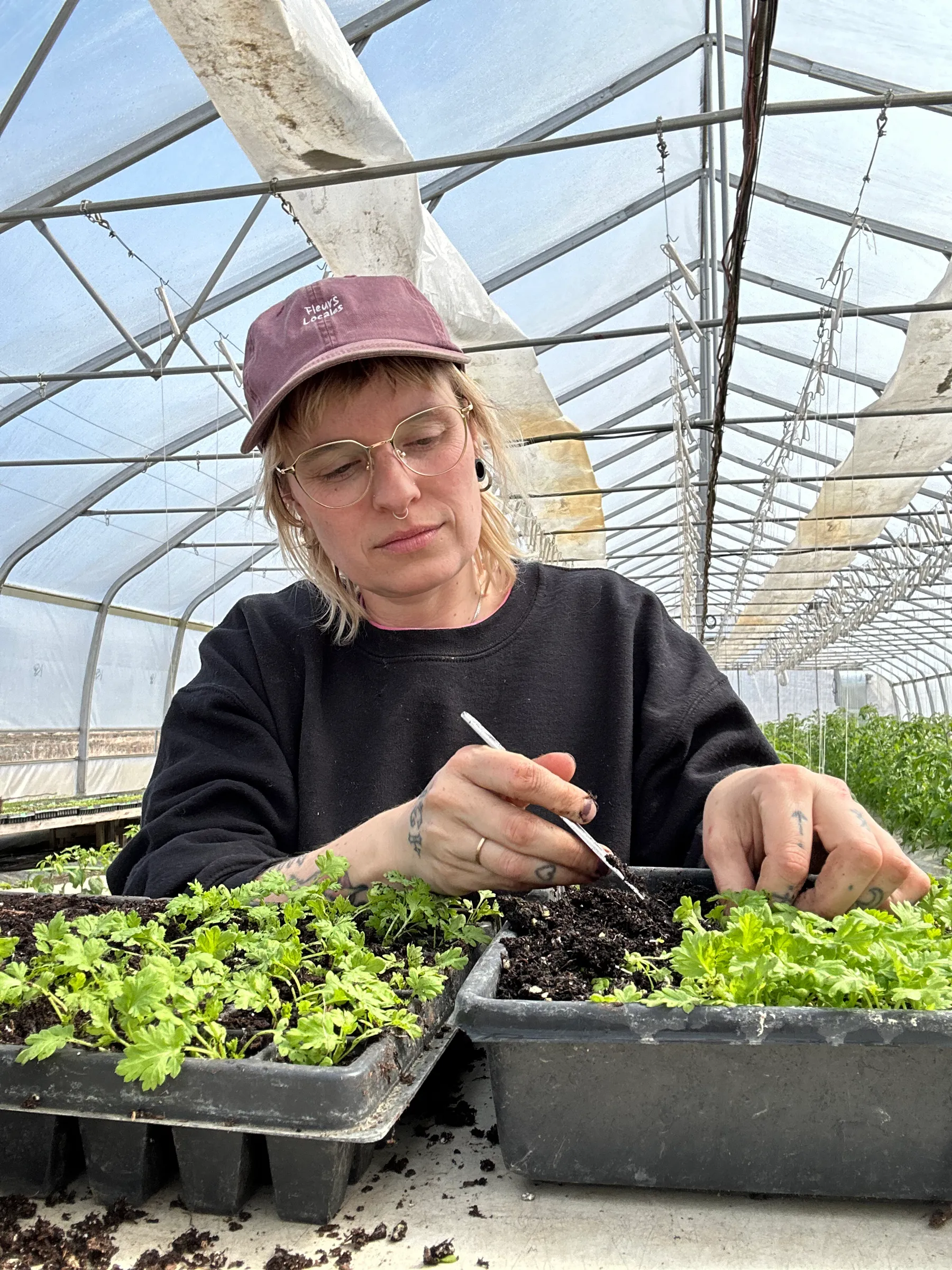 Une personne repique de jeunes plants dans des plateaux de terre, sous une serre.