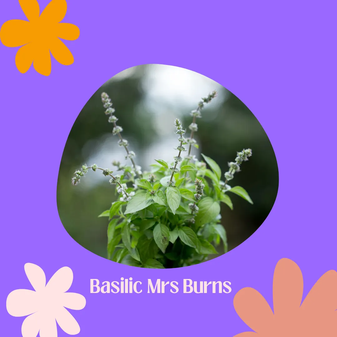 Thumbnail: Trio de semences - Herbes & Fleurs Magiques