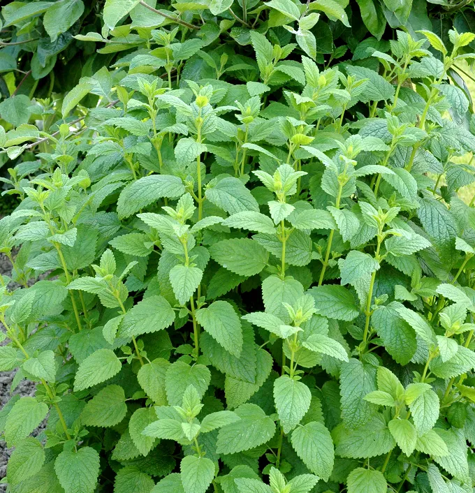 Thumbnail: Mélisse Officinale - Alliée Relax