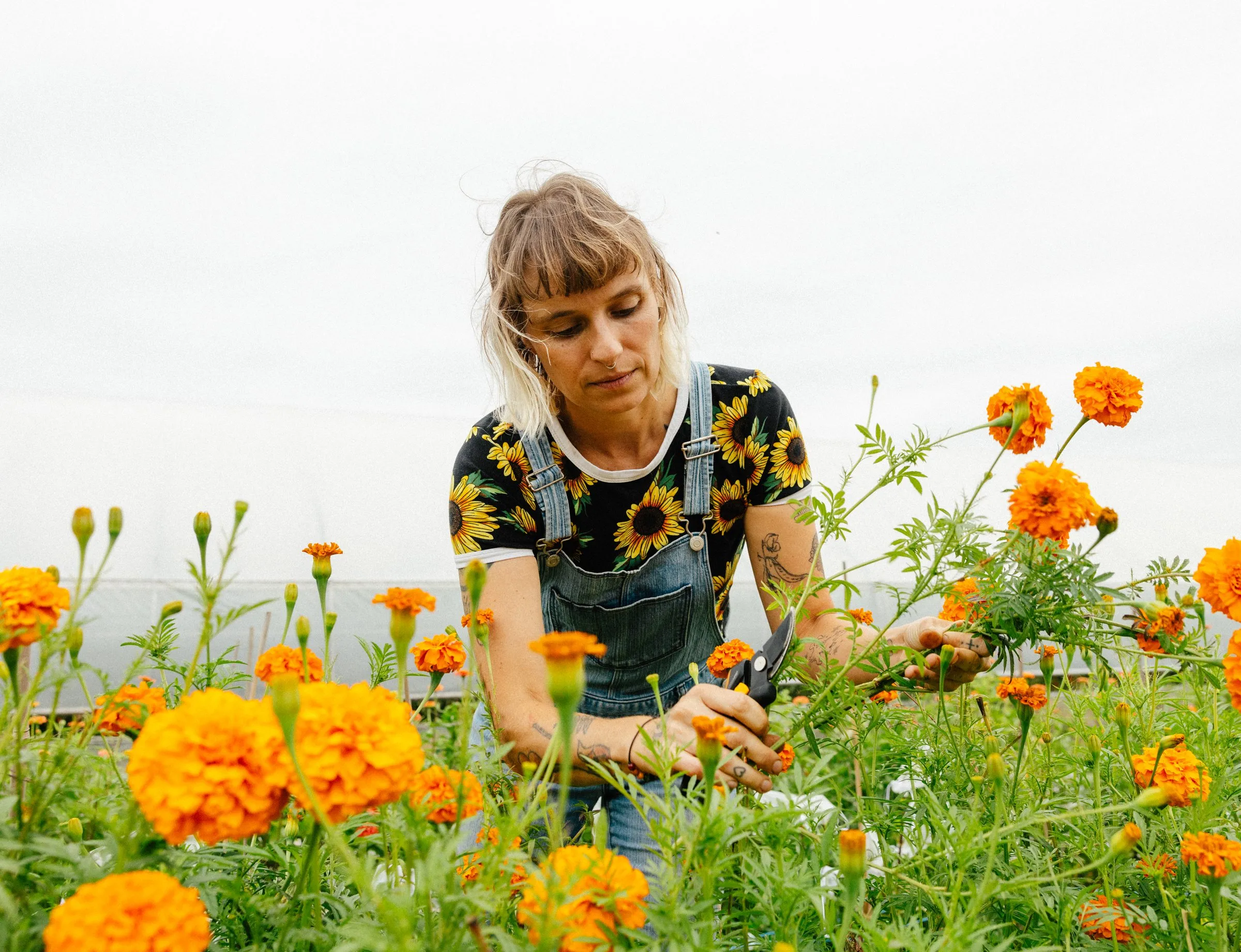 Une femme taille des fleurs orange parmi des plants de soucis.