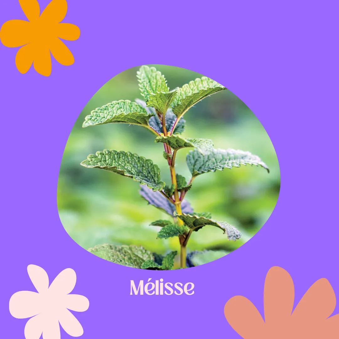 Thumbnail: Trio de semences - Herbes & Fleurs Magiques