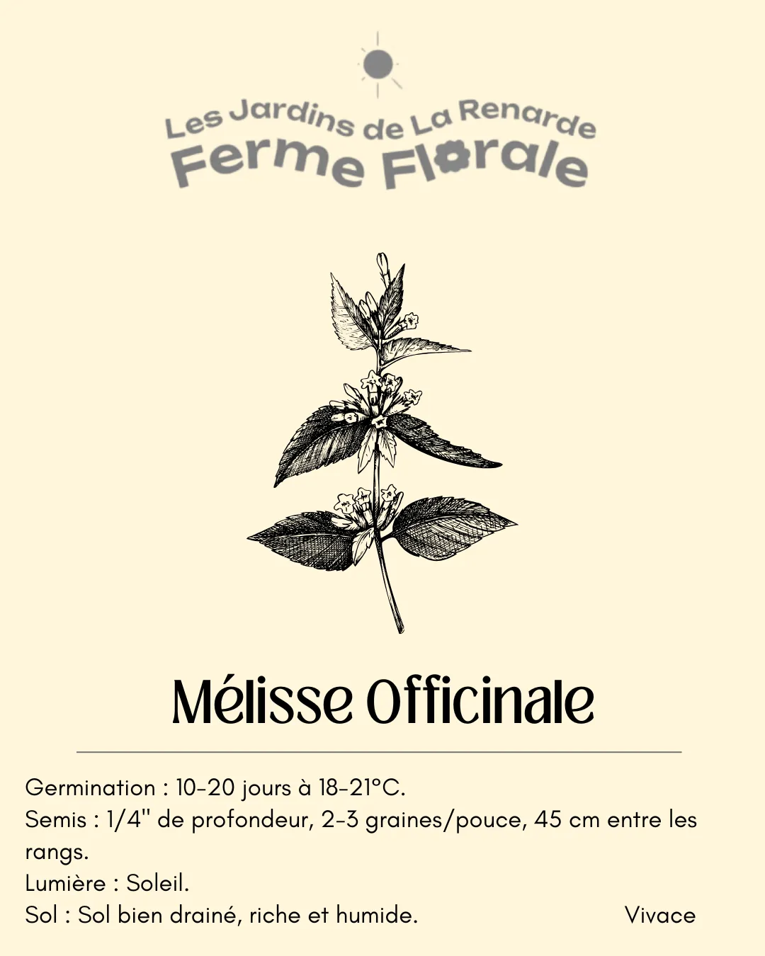 Mélisse Officinale - Alliée Relax